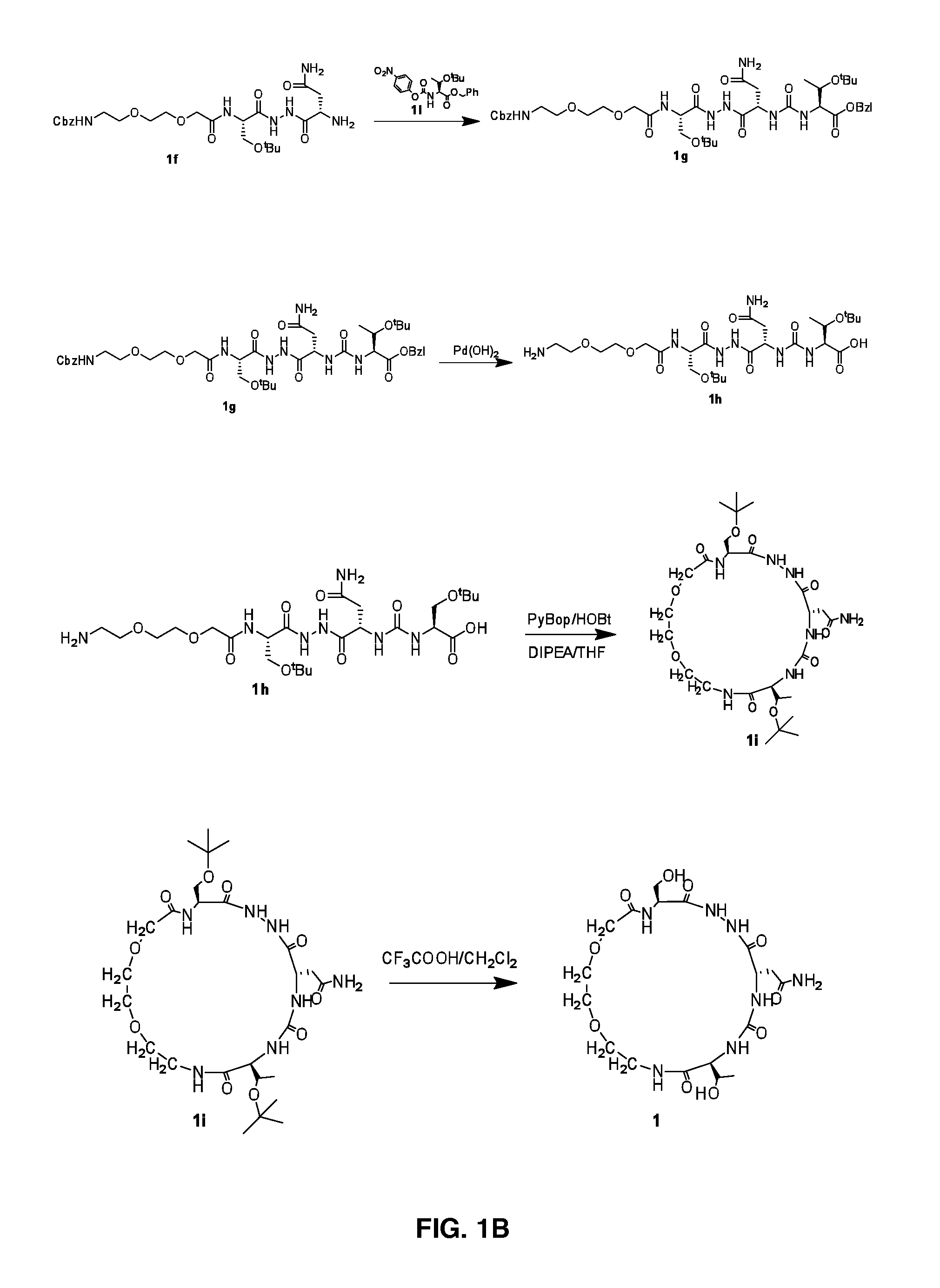 Cyclic Peptidomimetic Compounds as Immunomodulators