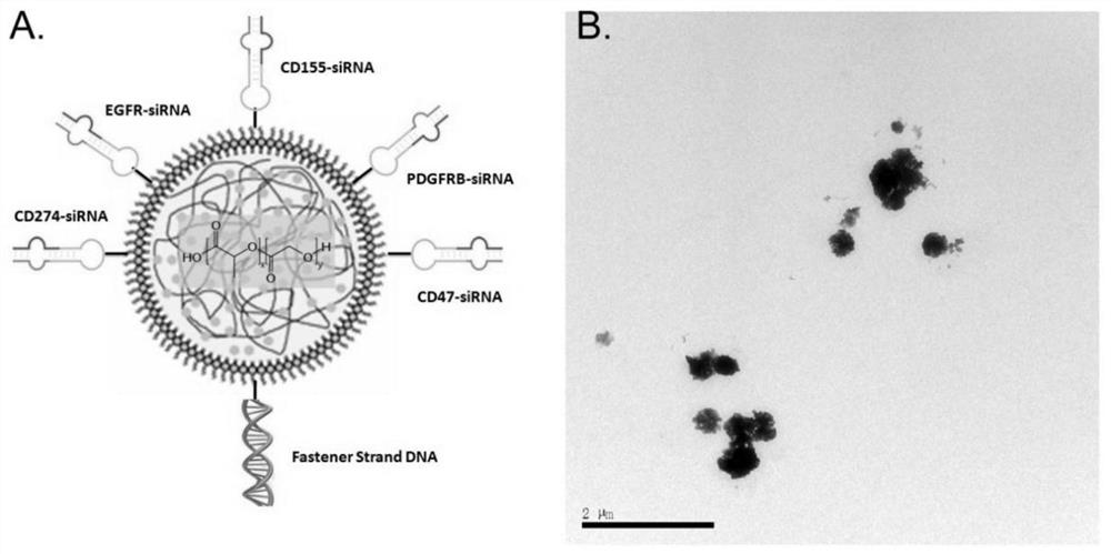 PLGA multi-target composite nano reagent for targeting tumor neovascularization and preparation method and application of PLGA multi-target composite nano reagent