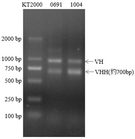 Mcherry or mEOS nano antibody as well as preparation method and application of mcherry or mEOS nano antibody