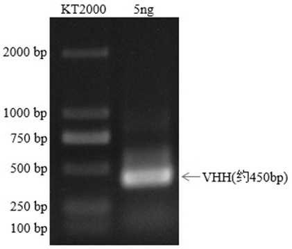 Mcherry or mEOS nano antibody as well as preparation method and application of mcherry or mEOS nano antibody