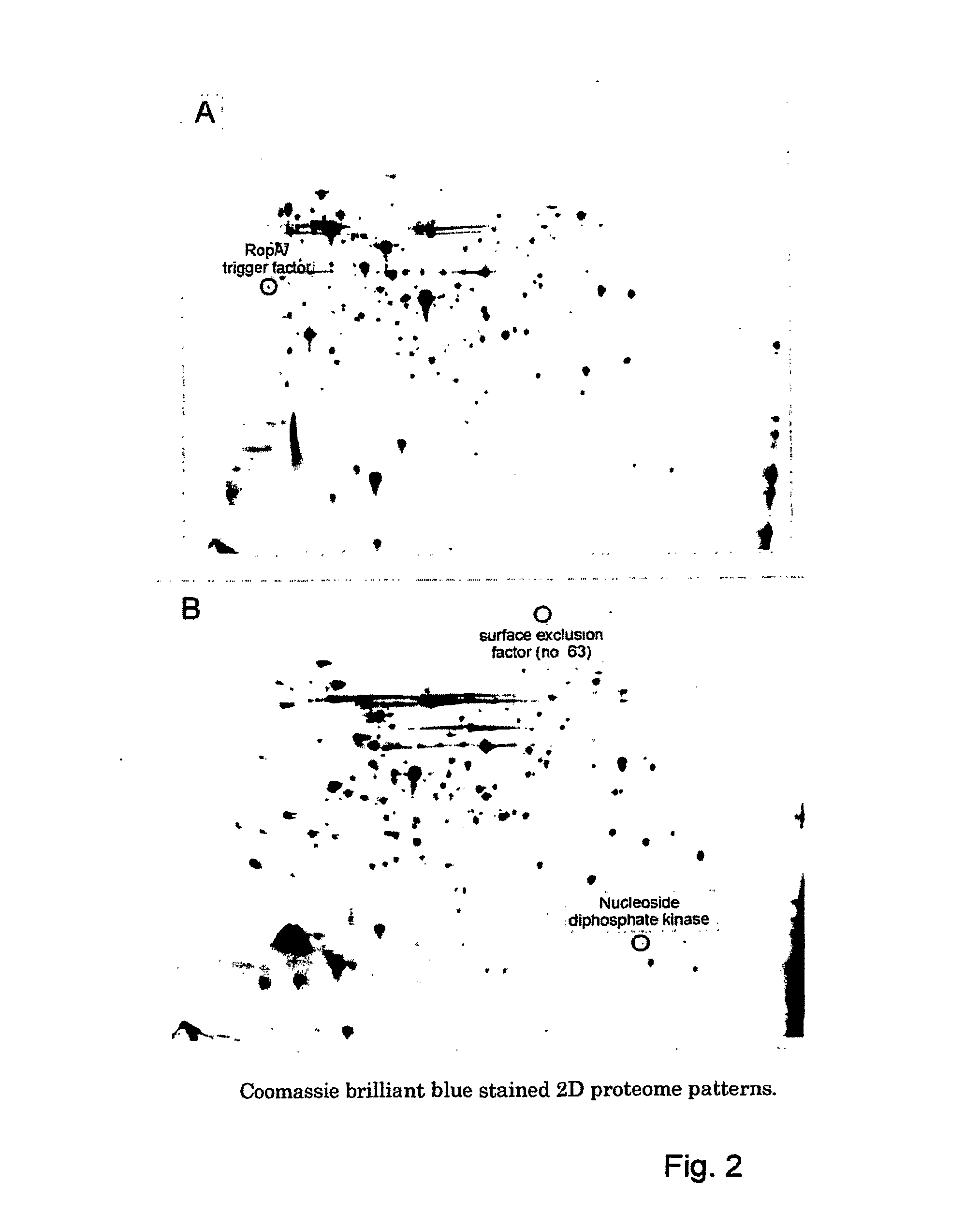 Immunogenic streptococcus proteins