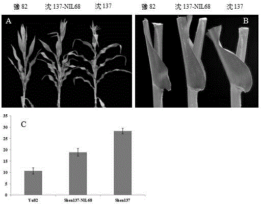 ZmCLA1 gene capable of controlling sizes of included angles of maize leaves as well as method and application of ZmCLA1 gene in breeding high-density-tolerant maize