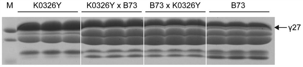 Functional Linkage Marker 0707-1 and Its Application in Maize Germplasm Improvement