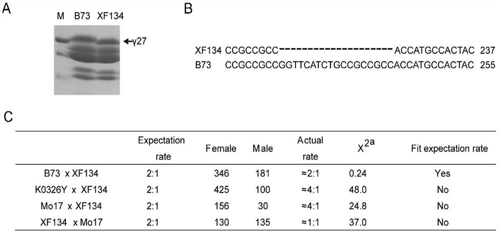 Functional Linkage Marker 0707-1 and Its Application in Maize Germplasm Improvement