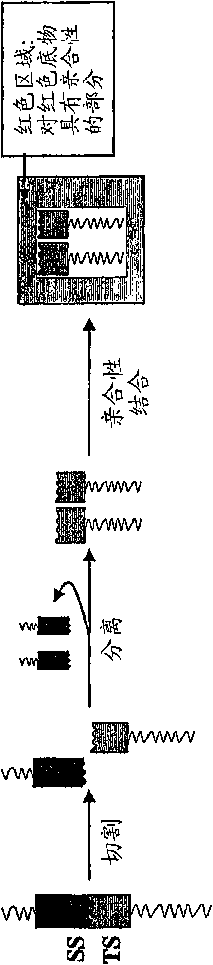 Compositions for detecting of influenza viruses and kits and methods using same