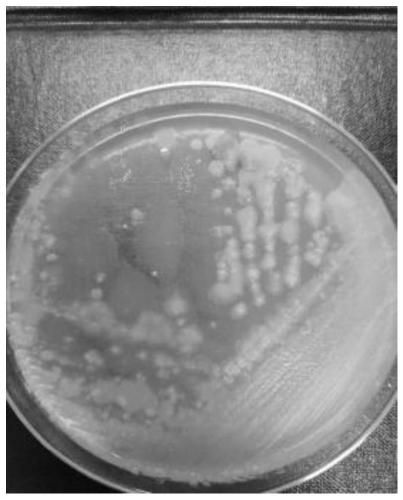 Alcaligenes faecalis as well as application in degradation of ethylene oxide