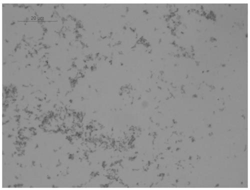 Alcaligenes faecalis as well as application in degradation of ethylene oxide