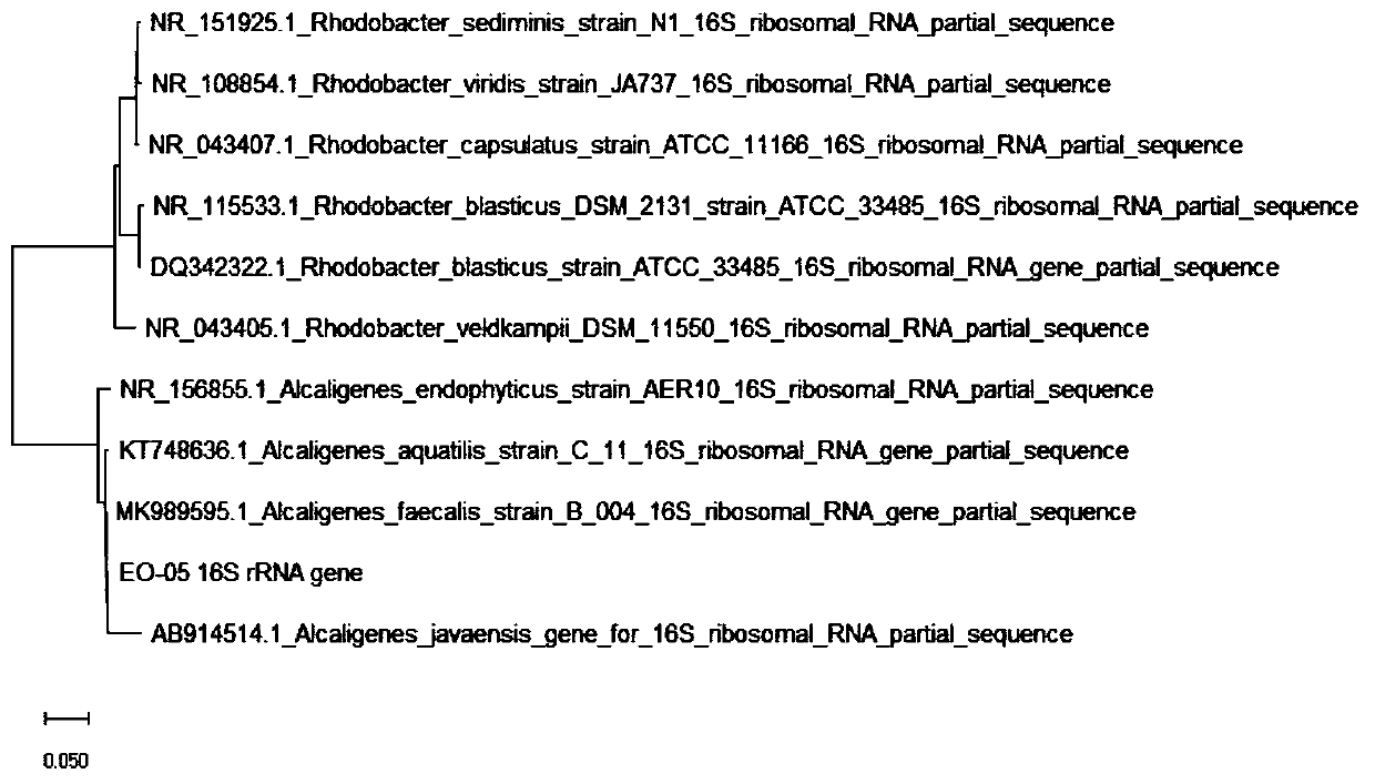 Alcaligenes faecalis as well as application in degradation of ethylene oxide