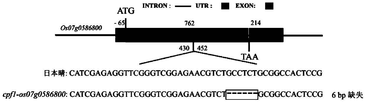 Functions and applications of rice lipase gene Os07g0586800 and encoded protein thereof