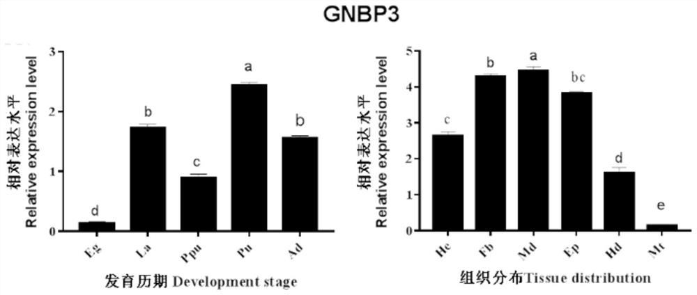 A recombinant fungus targeting the expression of the gene expression of the silencing pest pattern recognition protein gnbp3 and its application in pest control