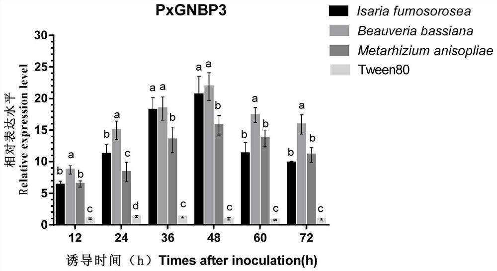 A recombinant fungus targeting the expression of the gene expression of the silencing pest pattern recognition protein gnbp3 and its application in pest control