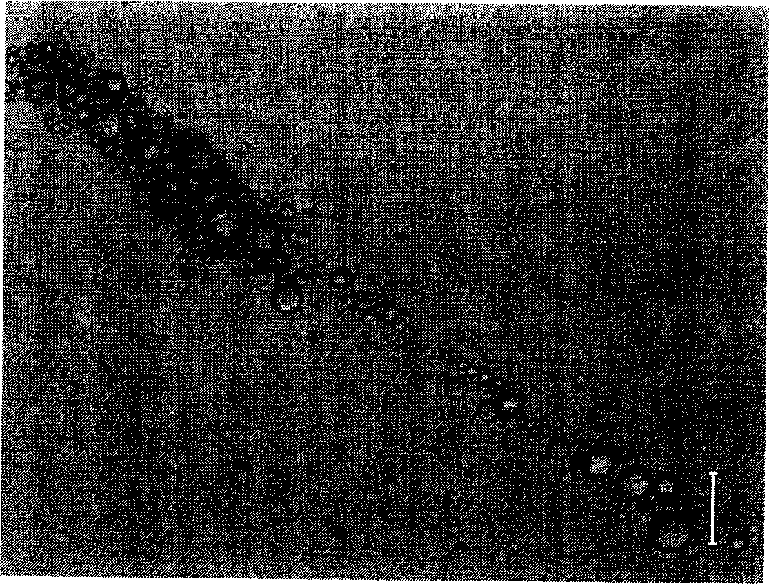 Nematode-eating fungus with nematode-killing function, preparing method and use thereof