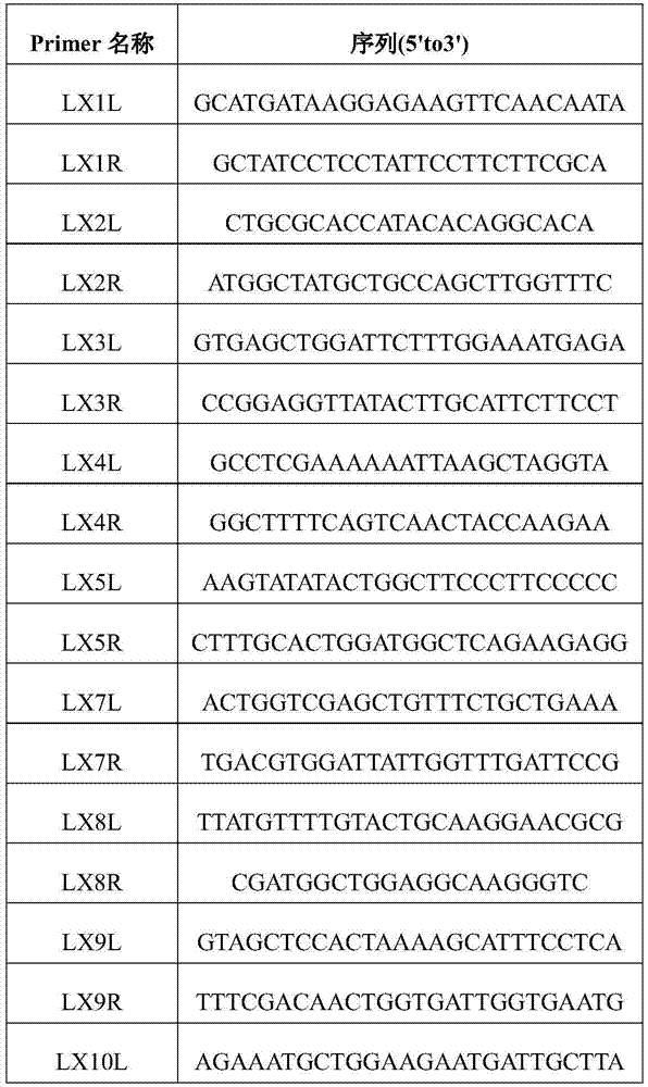 Method for screening fertility-related molecular markers of recessive nucleic sterile line of non-heading Chinese cabbages through SNP technology and SSR technology together and application