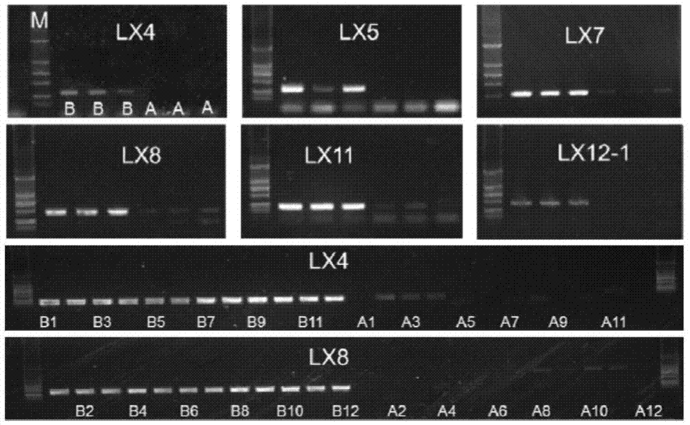 Method for screening fertility-related molecular markers of recessive nucleic sterile line of non-heading Chinese cabbages through SNP technology and SSR technology together and application