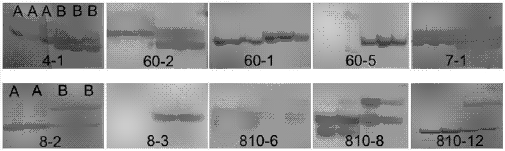 Method for screening fertility-related molecular markers of recessive nucleic sterile line of non-heading Chinese cabbages through SNP technology and SSR technology together and application