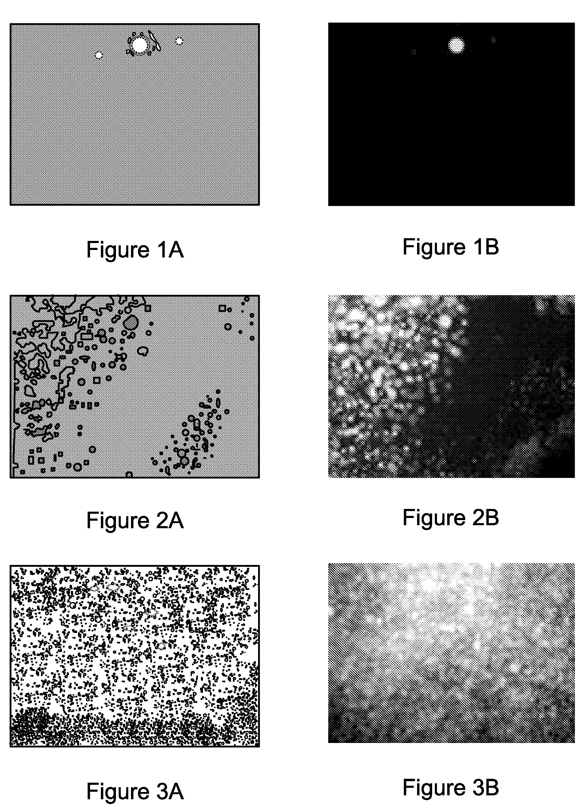 Detection of airborne flash artifacts using preflash image