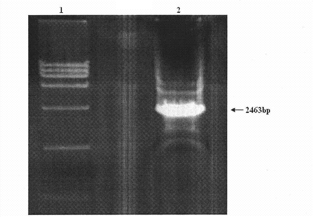 FGFR1 high-expression recombinant HEK293 cell and application thereof