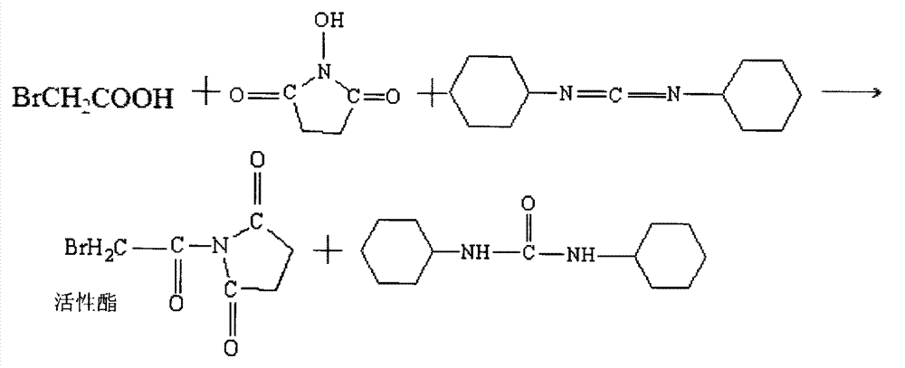 ELISA (enzyme-linked immuno sorbent assay) detection method of rabbit swainsonine-resistant antibody, and kit