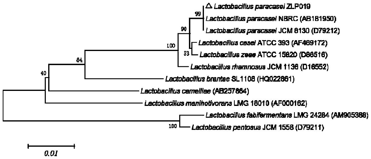 A kind of Lactobacillus paracasei, its preparation and its application in pig feed