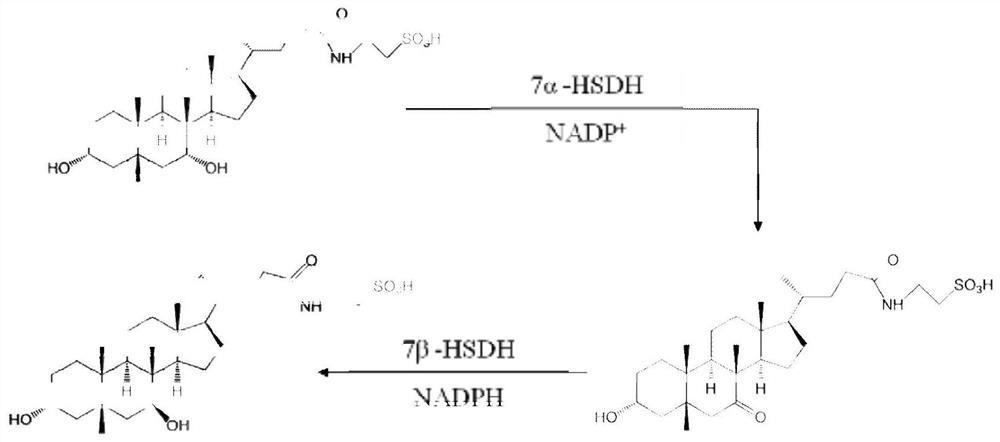 7α-Hydroxysteroid Dehydrogenase and Its Encoding Gene and Application
