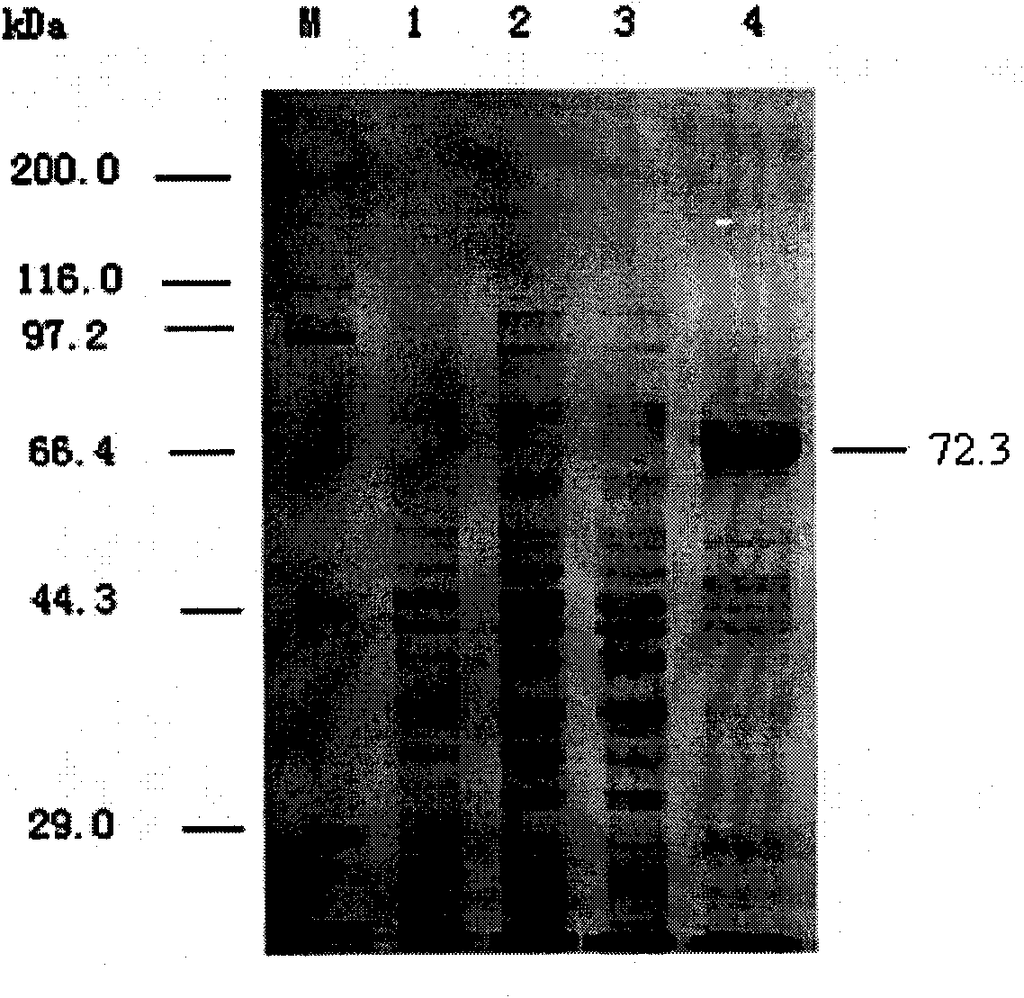 Chitinase ChiCl for deactivating varroa destructor and application thereof