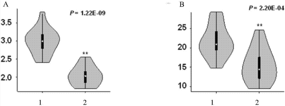 Linkage marker of tomato fruit hardness property, and application thereof