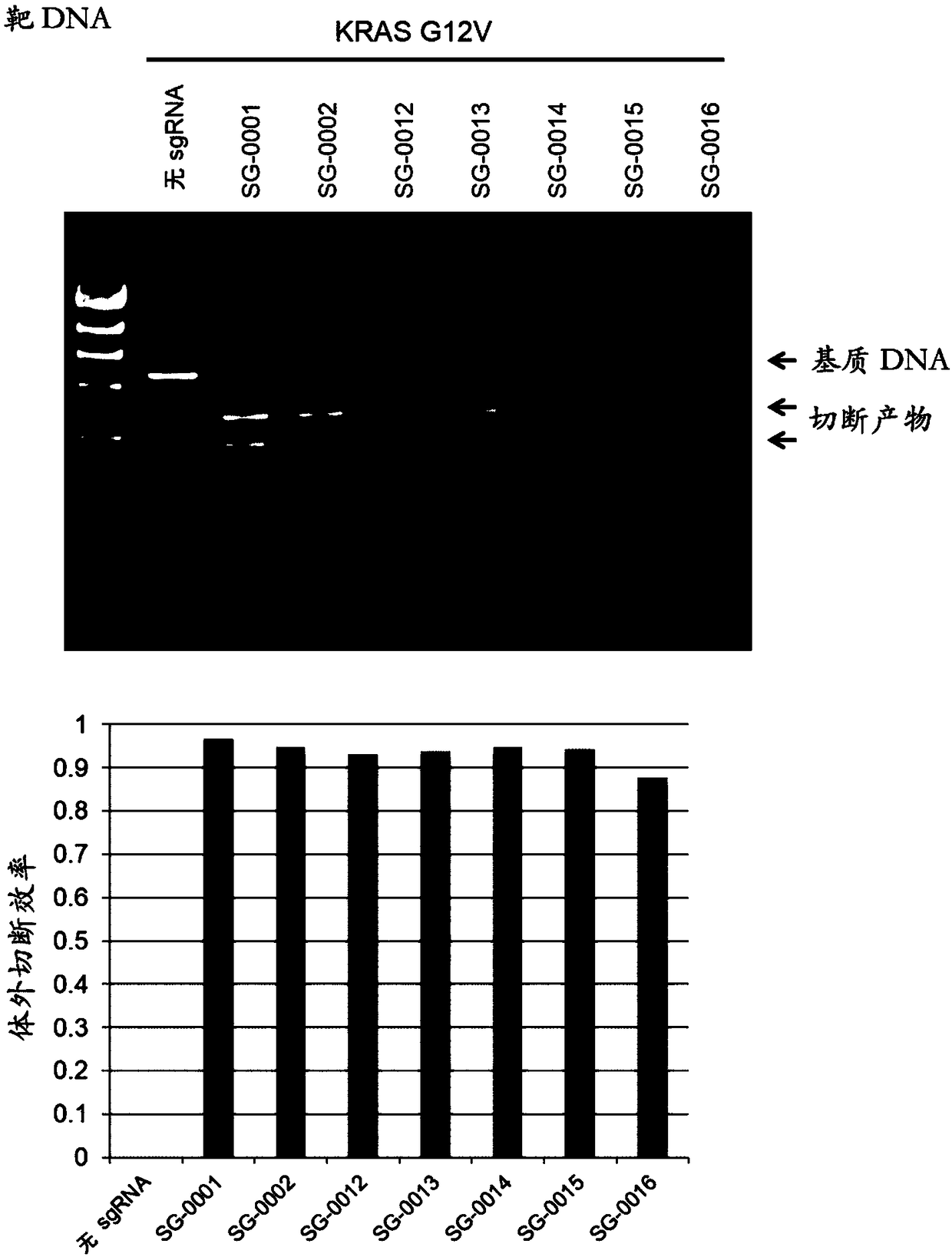 Artificial single guide RNA and use thereof