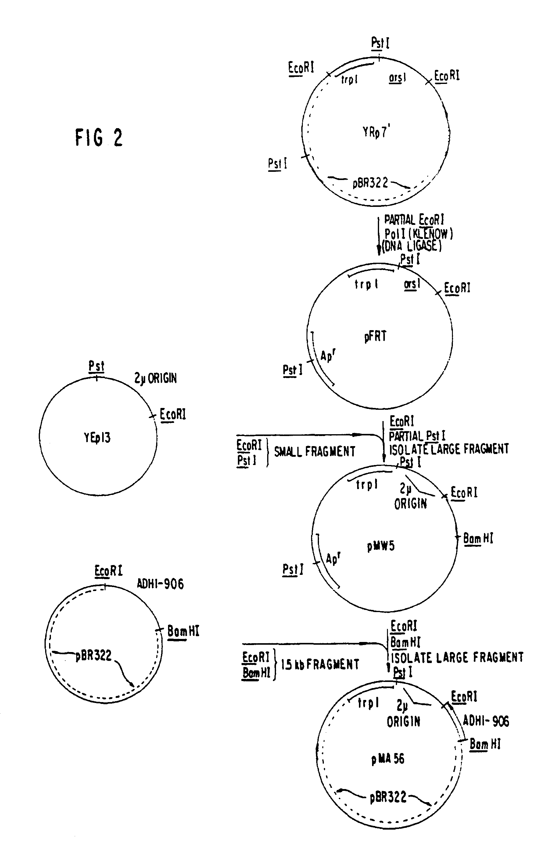 Synthesis of human virus antigens by yeast
