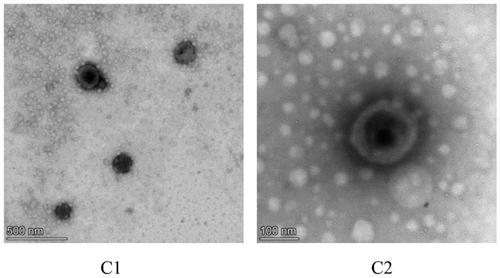 Chondroitin sulfate-chitosan multilayer modified betacyanin liposome and preparation method thereof