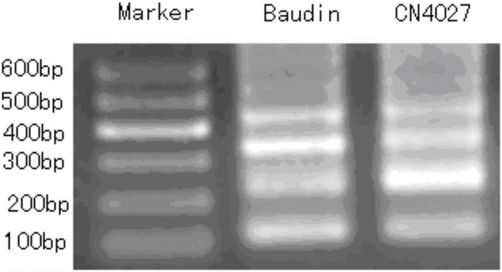In-situ hybridization probe and method for identifying barley chromosome set by adopting same