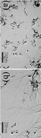 Preparation method and application of electrostatic self-assembly of graphene/titanium dioxide material