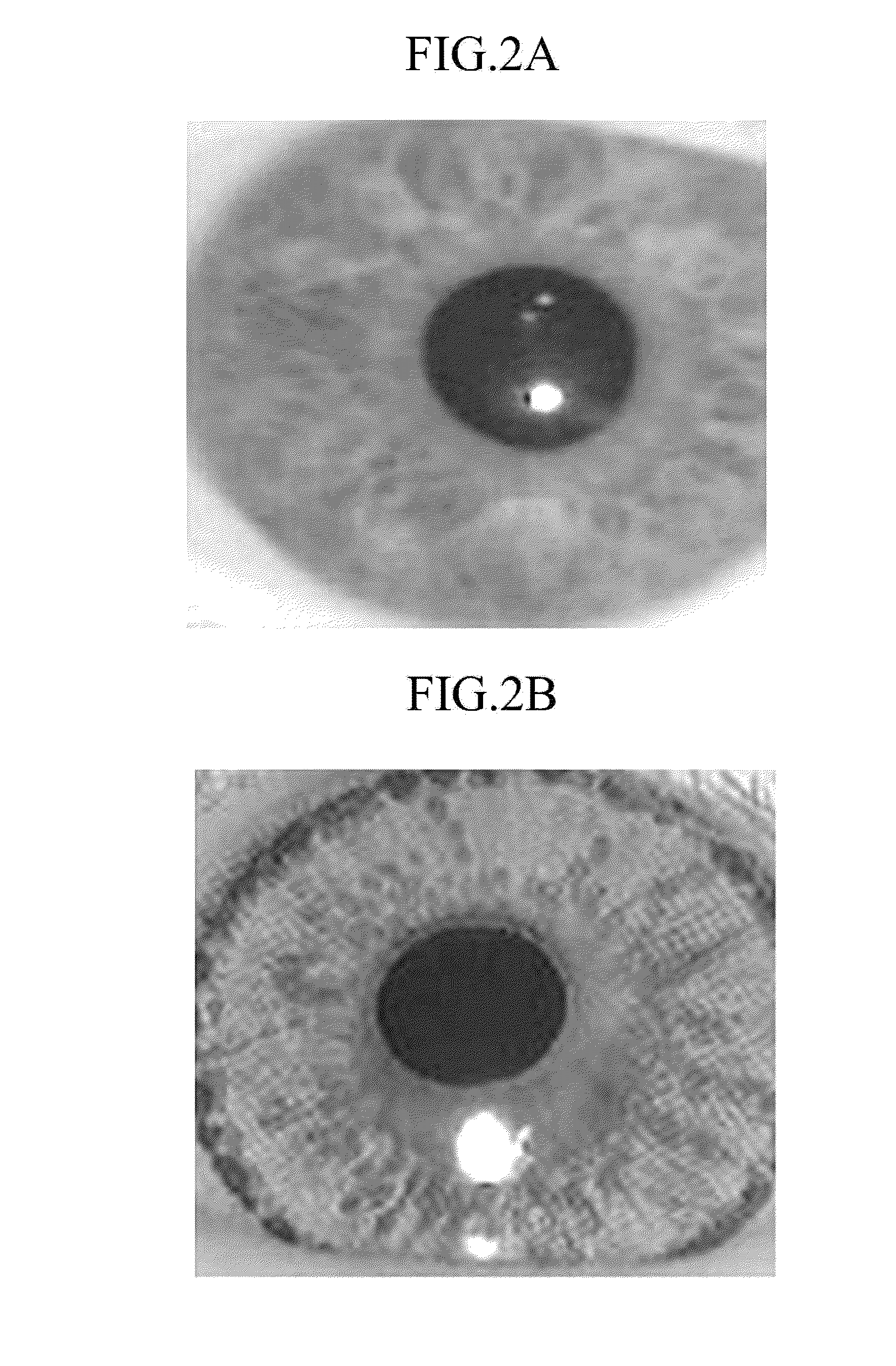 Apparatus and method for identifying fake face