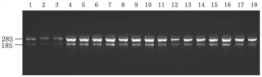 Method for interfering real-time fluorescent quantitative PCR reference gene screening of MSTN bovine skeletal muscle satellite cells