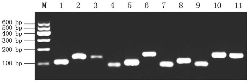 Method for interfering real-time fluorescent quantitative PCR reference gene screening of MSTN bovine skeletal muscle satellite cells