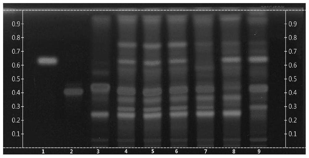 Rapid thin-layer identification method for multiple medicines in common goldenrop granule finished products