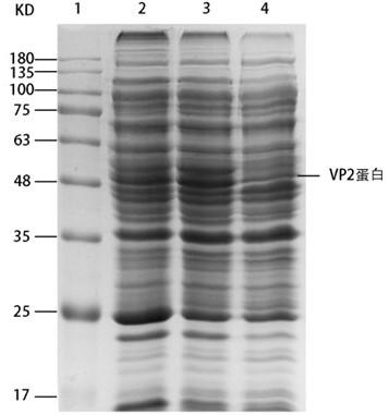 High-expression fermentation process of avian bursa virus VP2 protein