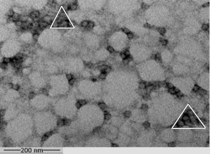 High-expression fermentation process of avian bursa virus VP2 protein