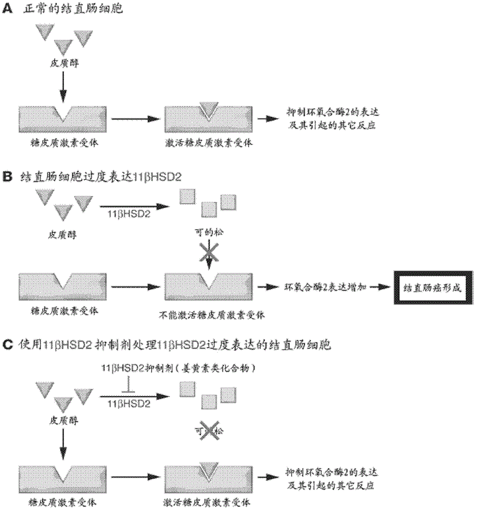 Preparation and application of curcumin analogs capable of inhibiting activity of 11beta-hydroxysteroid dehydrogenase type II (11beta-HSD2) of human