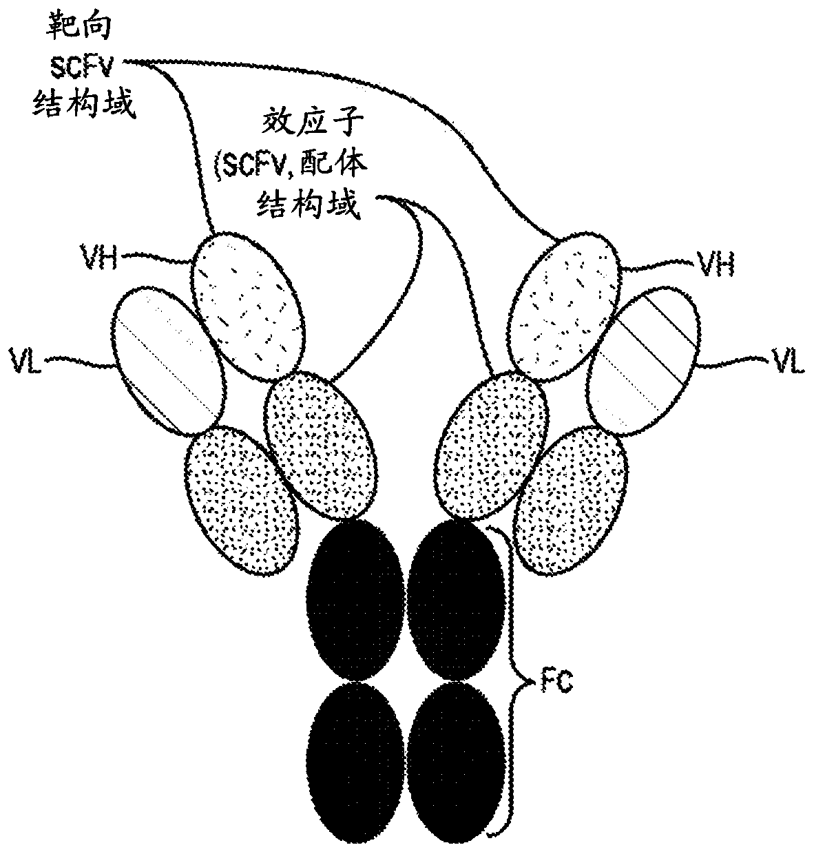 Targeted immunotolerance