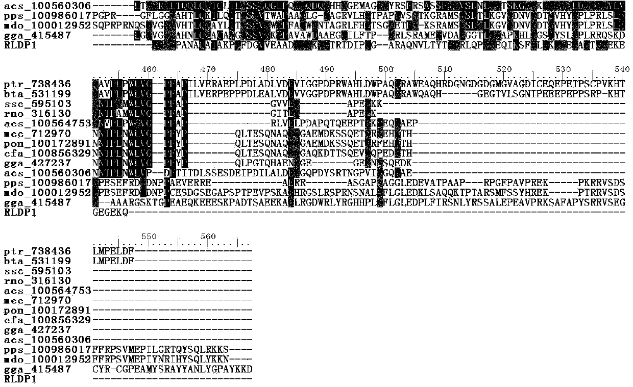 Oleaginous yeast lipid droplet protein, coding gene and application thereof