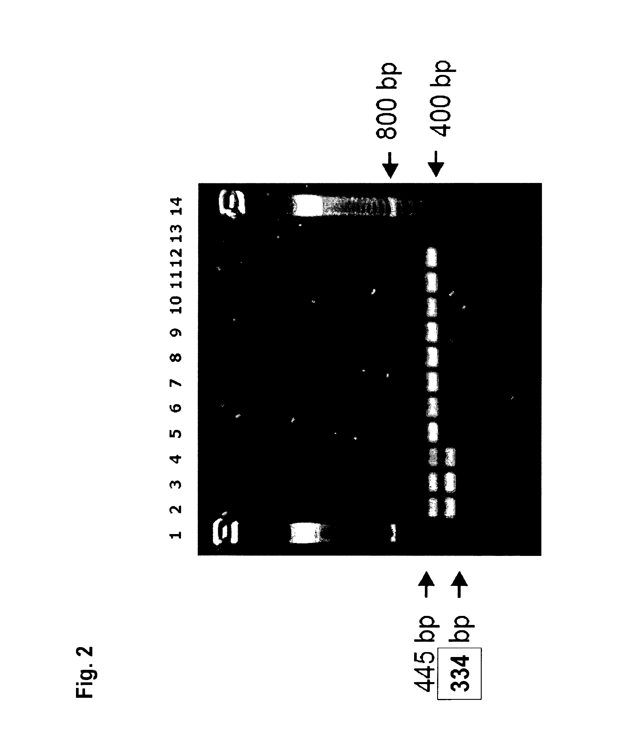 Herbicide tolerant cotton plants and methods for identifying same