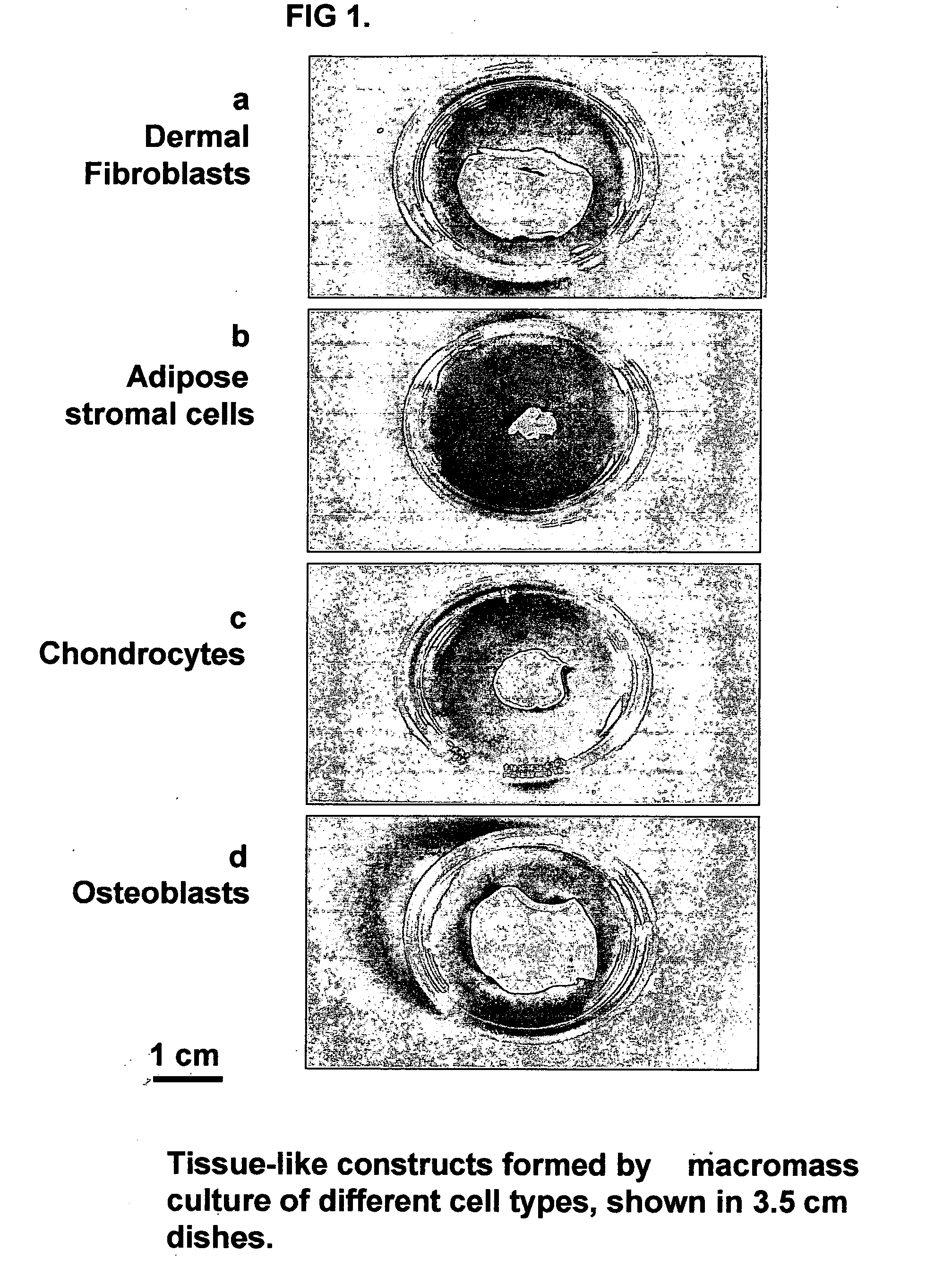 Tissue-like organization of cells and macroscopic tissue-like constructs, generated by macromass culture of cells, and the method of macromass culture