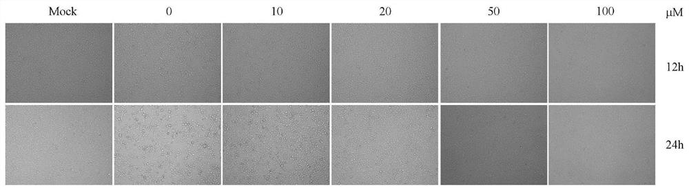 Application of egcg in the preparation of preparations for preventing and/or treating prv infection, preparations for preventing and/or treating prv infection