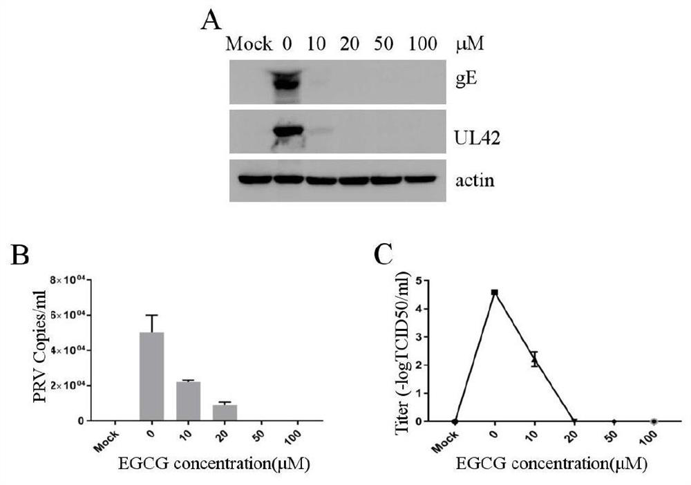 Application of egcg in the preparation of preparations for preventing and/or treating prv infection, preparations for preventing and/or treating prv infection