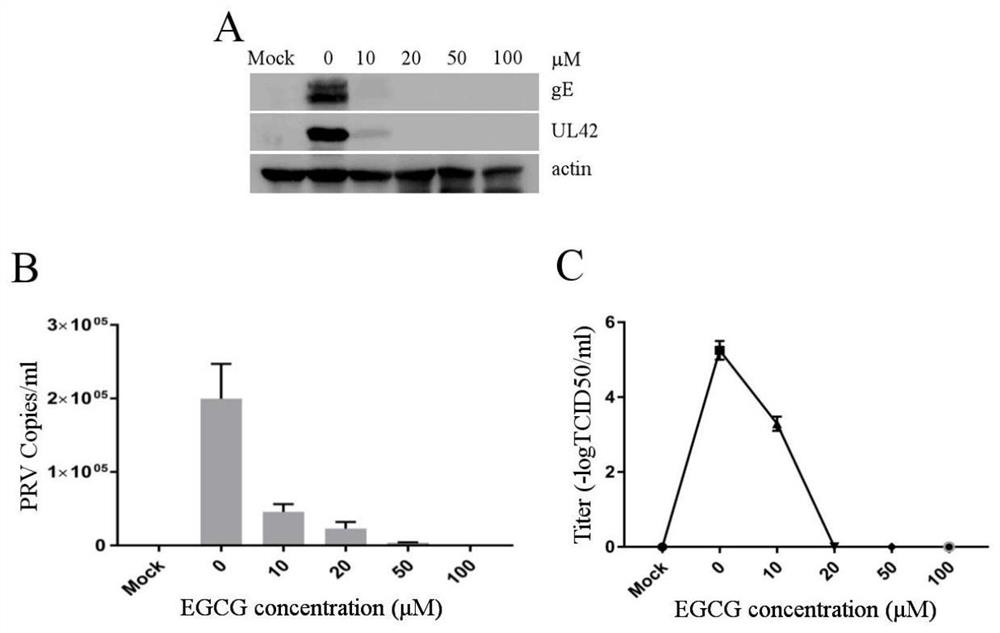 Application of egcg in the preparation of preparations for preventing and/or treating prv infection, preparations for preventing and/or treating prv infection