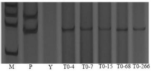 Heme-binding protein gene TaHBP1, and recombinant interference vector and application thereof