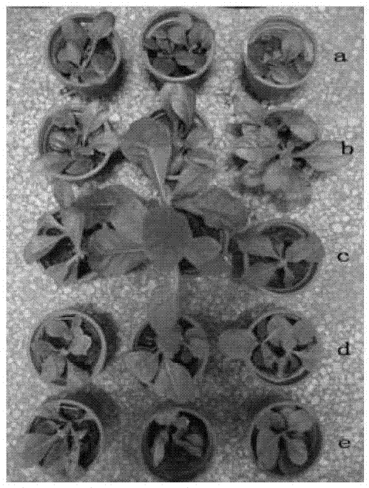 Method for rapidly identifying resistance of colletotricum destructivum