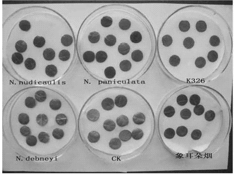 Method for rapidly identifying resistance of colletotricum destructivum