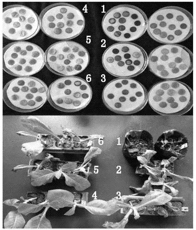 Method for rapidly identifying resistance of colletotricum destructivum