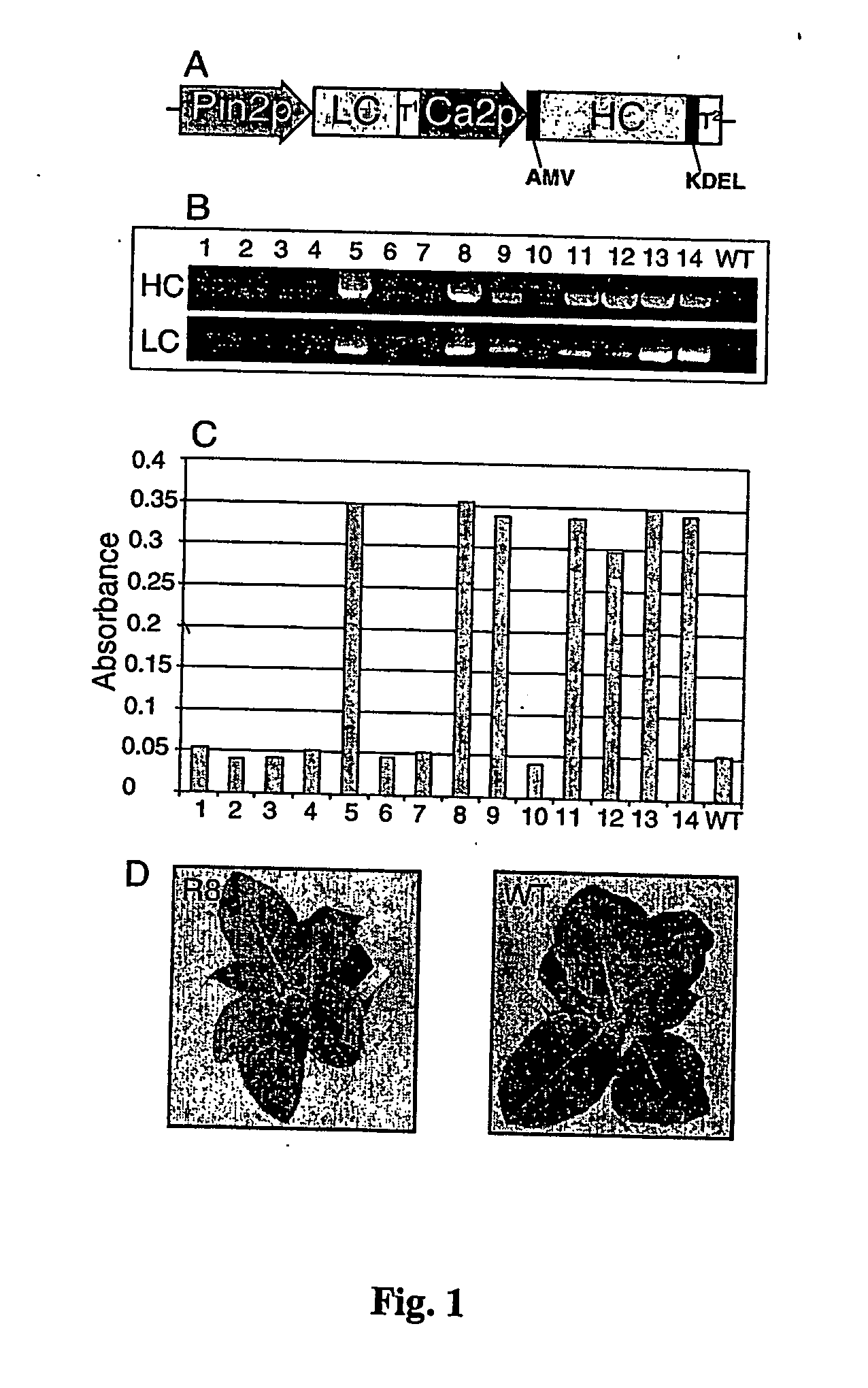 Production of rabies antibodies in plants